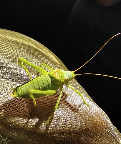 16. kép Magyar tarsza.jpg